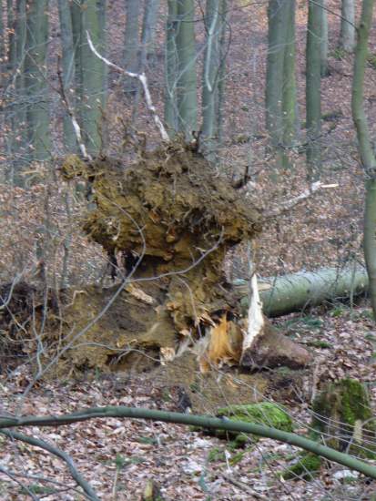 Foto(c)H.-Ulrich Apel