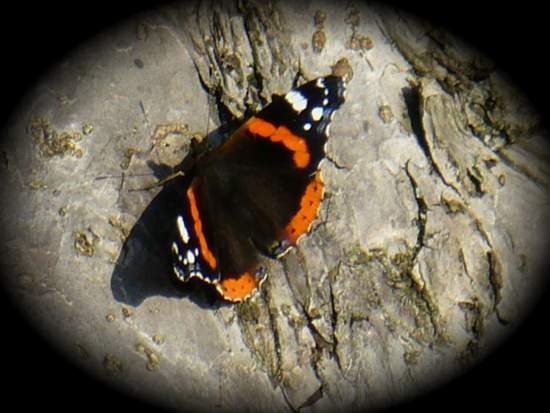 Foto(c)H.-Ulrich Apel