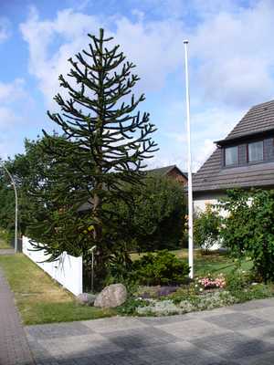 Foto(c)H.-Ulrich Apel