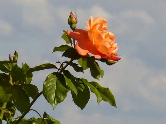 Foto(c)H.-Ulrich Apel