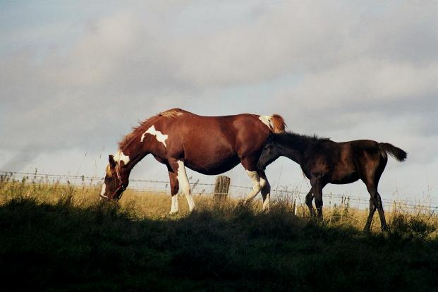 Foto(c)H.-Ulrich Apel