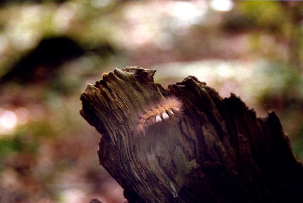 Foto(c)H.-Ulrich Apel